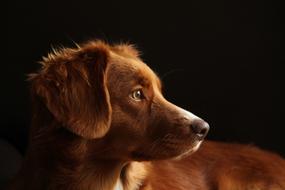 Dog Toller Pet