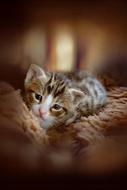 Kitten Animal Cute Cat baby