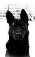 Black German Shepherd Dog at Snowfall