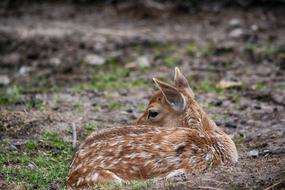 Roe Deer Fawn Mammal