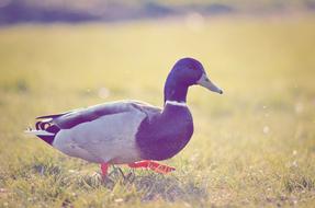 duck in the field