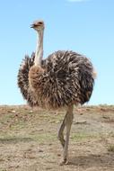 Bouquet Bird Strauss Flightless