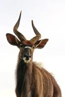 horned nyala in front of a white background
