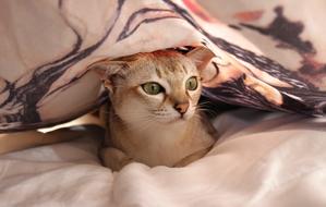 Cat Bed Sheet