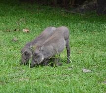 the animal is eating that grass