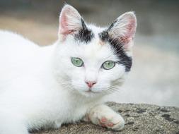 Cat Eyes Pet