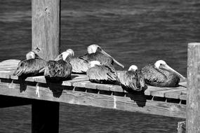 Pelicans Wildlife Avian