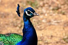 Peacock Animals Feather
