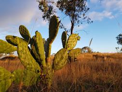 Fragrant Light Buddha Temple