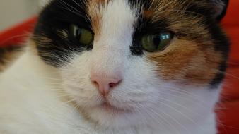 Cats Portrait Close Up