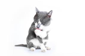 Cat Pet Animal