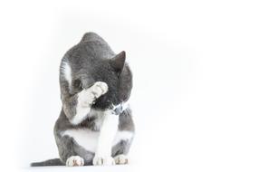 Cat Pet