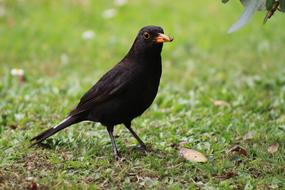 Bird Blackbird Avian