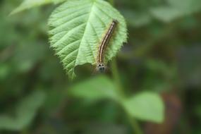 Caterpillar Insect Spring