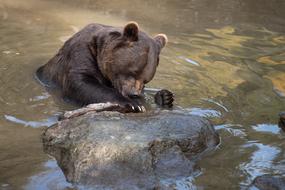 Brown Bear Teddy Eat