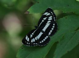 black and white insect, butterfly on a green bush