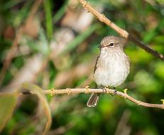 African Dusky Flycatcher Bird