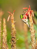 Southern Double-Collared Sunbird