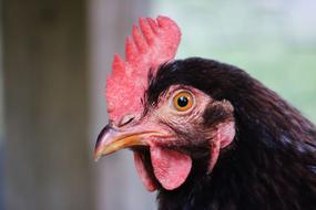 Chicken Comb Farm