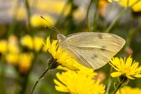 Butterfly White Ling Small Cabbage