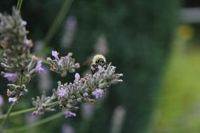 Insect on Lavender in Garden