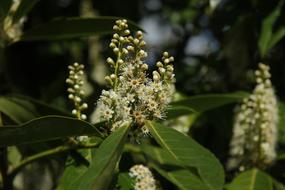 Laurel Tree Honey Bee Garden