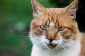 Cat Feline Animals