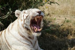 White Tiger Feline