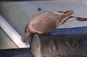 Pigeon Bird Perched