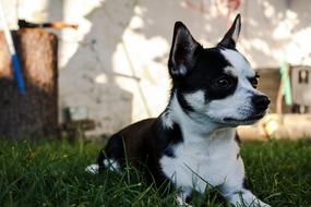Dog Black White