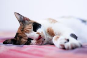 Cat Sleeping Animal