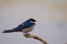 Bird Nature Birdwatching
