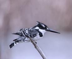 Bird Nature Wildlife