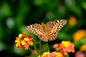 Butterfly Insect Garden