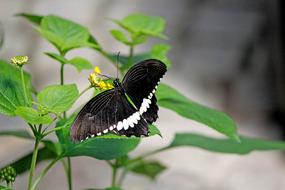 Butterfly Black Insect Close up