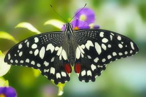Butterfly Close Up Insect