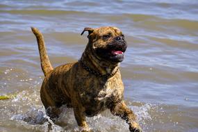 dog running in the water