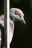 gray angry pigeon