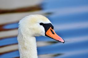 The face of a swan on a blue background
