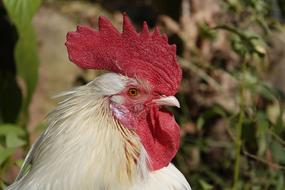 Hahn Cockscomb Rooster Head Close