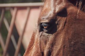 Horse Equine Animal
