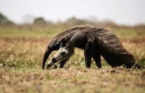 Anteater Mammal Venezuela