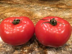 Fresh tomatoes are juicy delicious