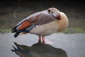 Nilgans Water Bird Goose