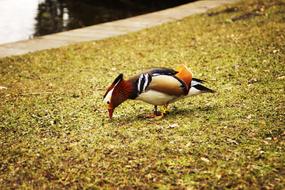 Duck Waterfront Park