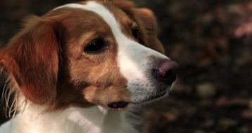 purebred Dog Profile portrait