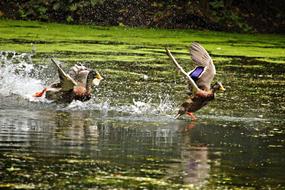 Duck Running Water