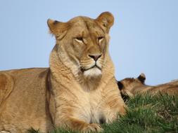 Lion Animals Predator