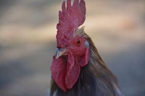 Cock Crete Red