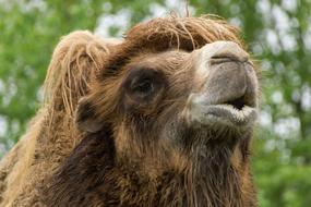 Camel Zoo